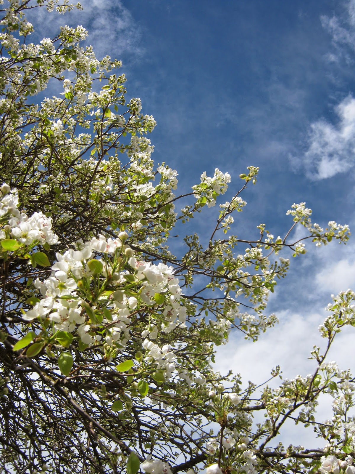 lynwaho Planting "Jelly King" crab apple