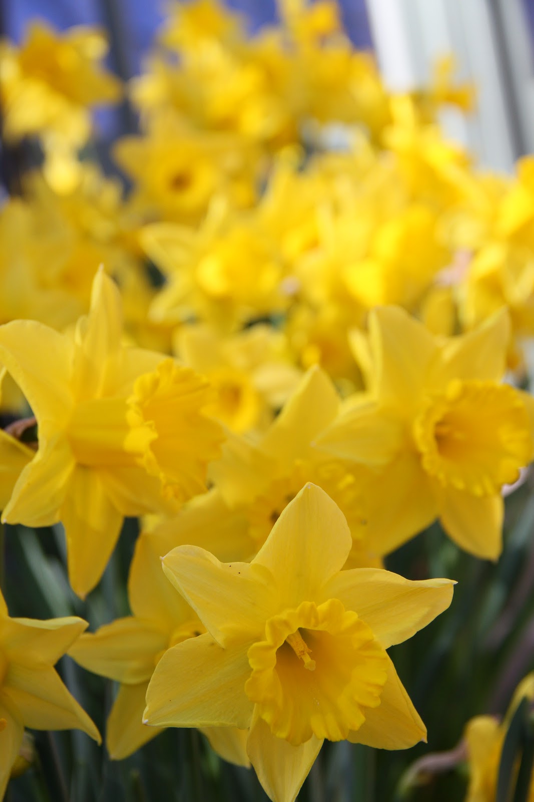 Beth'sEyeView Daffodils in February