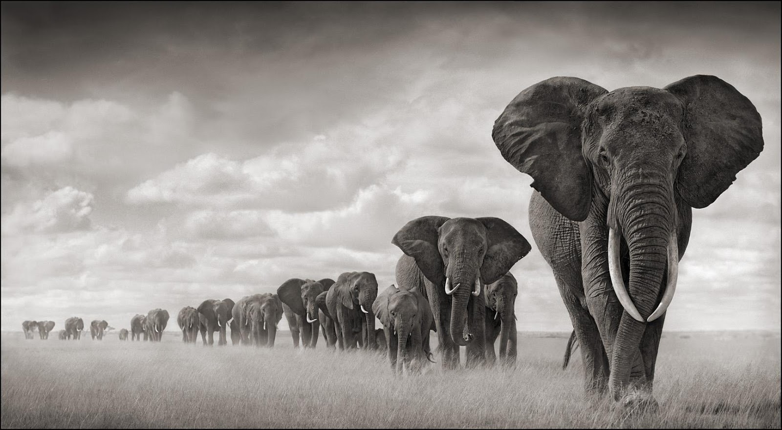 EOI BLOG Elephants on the path to extinction the facts