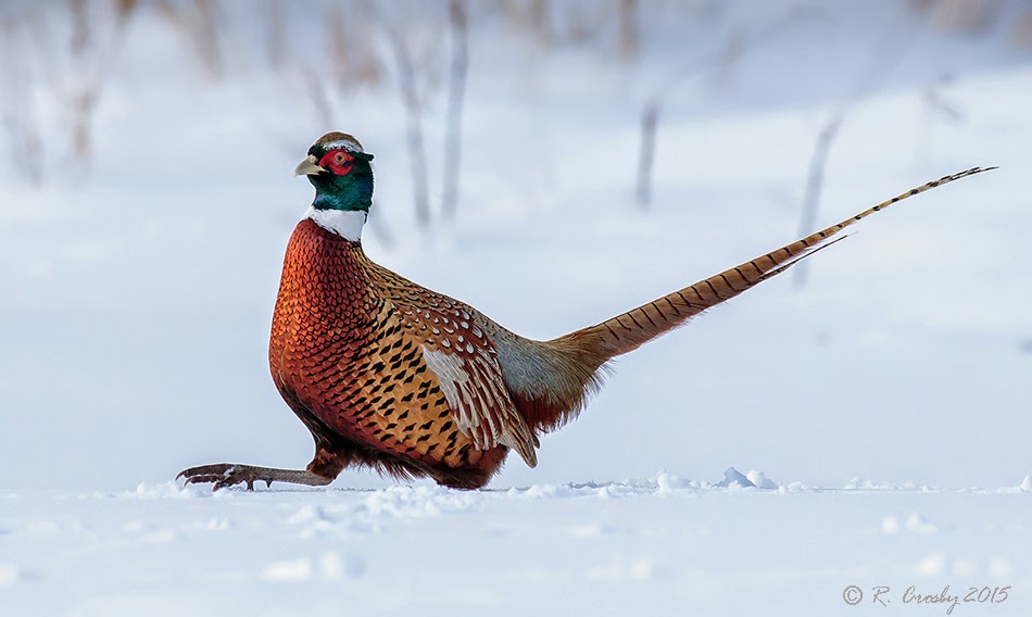South Shore Birder: Pheasant in the Snow