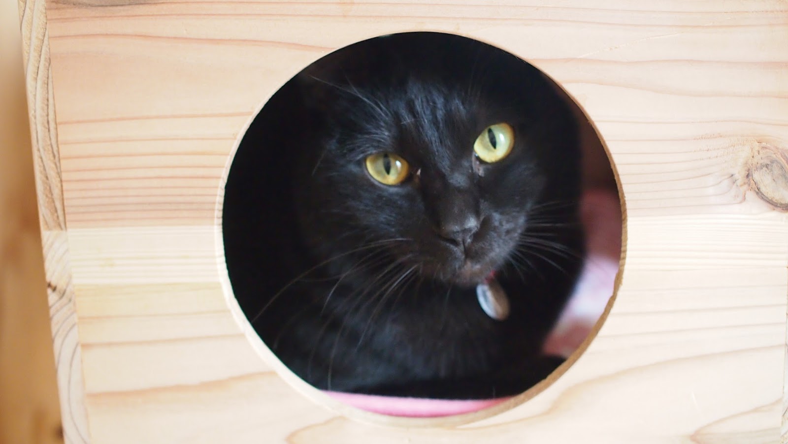 五匹の猫とパリの風 いろいろあった猫の日イベント