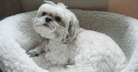 Cara Merawat Anjing Shih Tzu Yang Baik Agar Tetap Imut Dan Sehat Hobinatang Cara Merawat Anjing Shih Tzu Yang Baik Agar Tetap Imut Dan Sehat Hobinatang