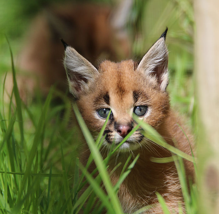 Beautiful Pictures Of Baby Caracals, One Of The Most Gorgeous Cat Species Ever