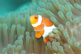 clownfish, anemone, anemone bleaching