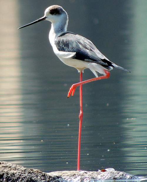 Blackwinged stilt Birds of India Bird World