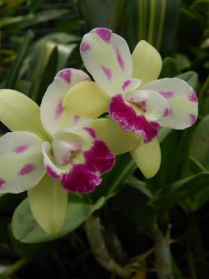 Cooktown orchid Dendrobium at Orchid World Barbados by garden muses-not another Toronto gardening blog
