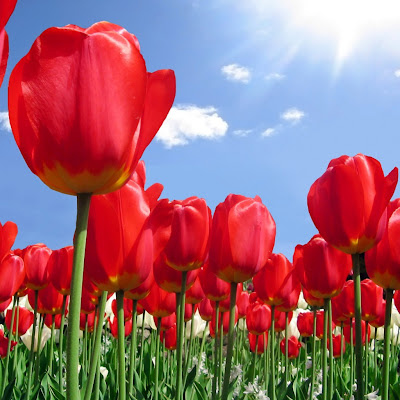 Red tulips, plantation download free wallpapers for Apple iPad