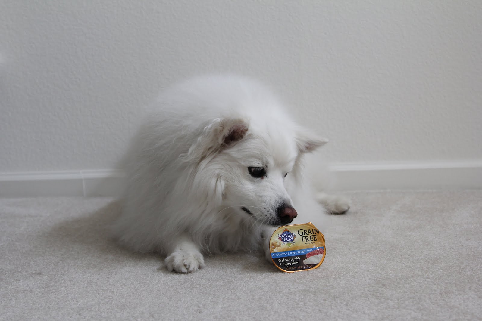 natures recipe petsmart