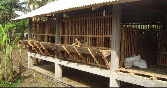 Rumah Ternak Panduan Memilih Jenis Kandang Kambing