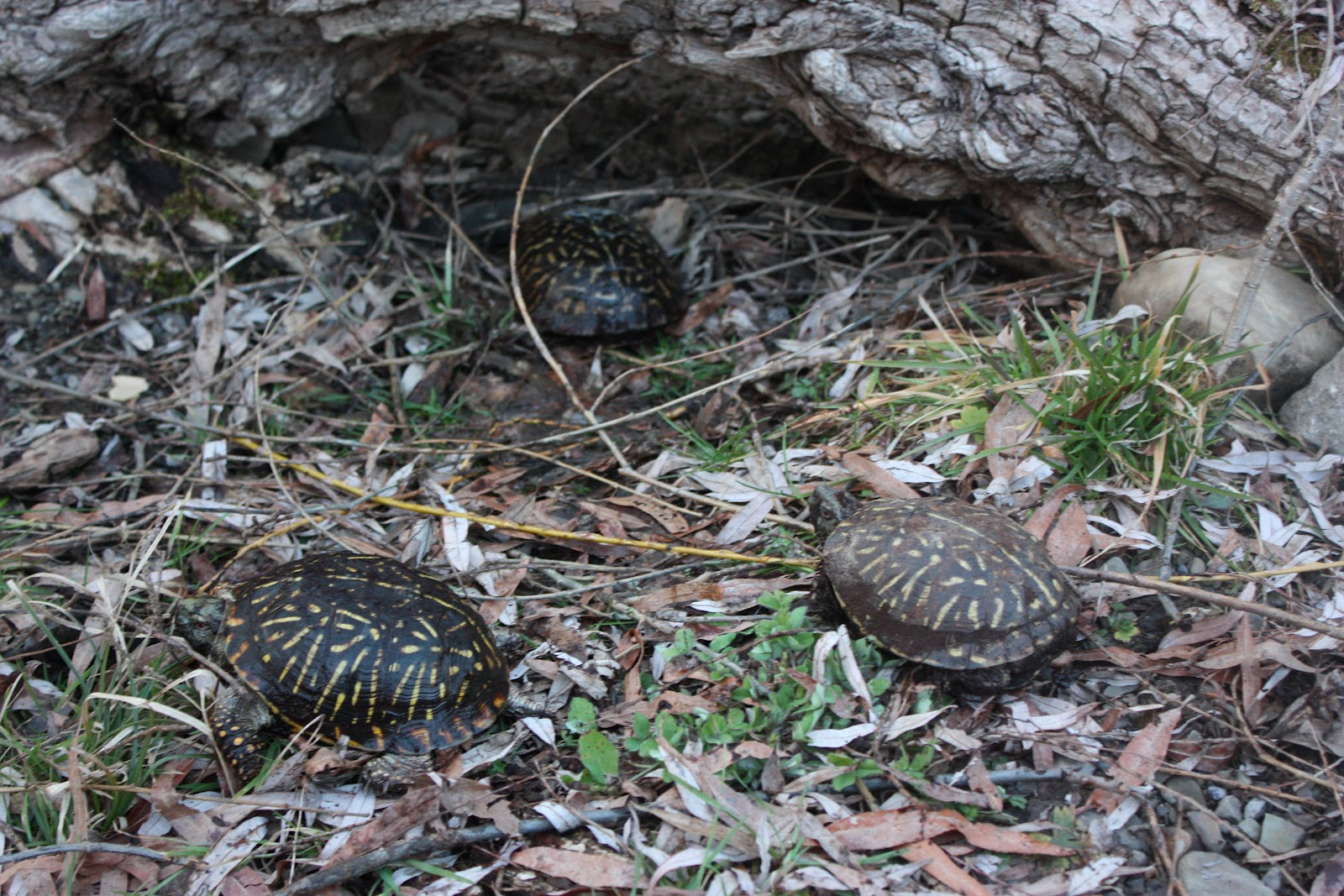 Czar of the Woods Farm Box Turtles Emerge from Winter Hibernation
