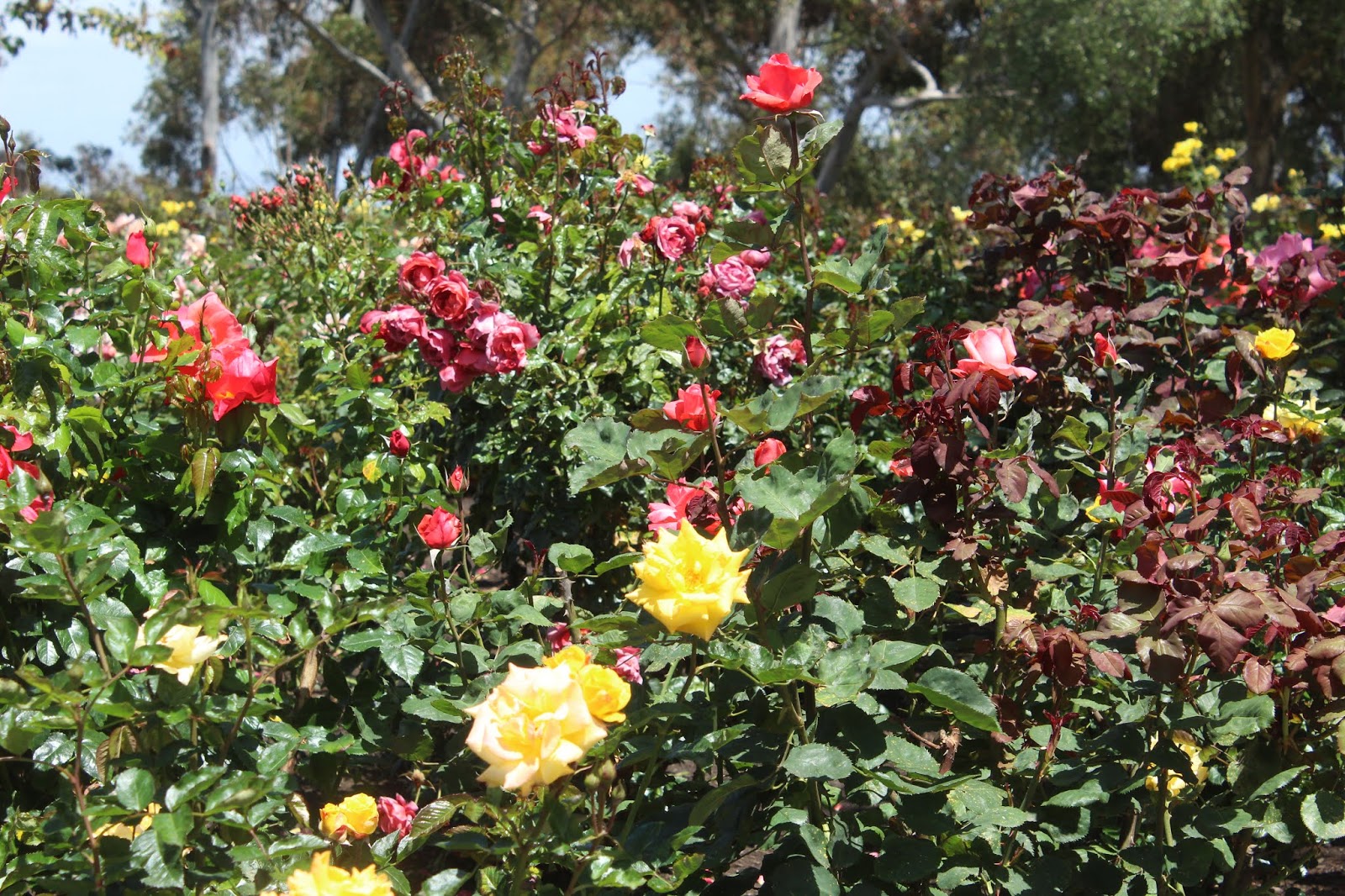 San Diego Dialed In Photos Peakbloom At Inez Grant Parker