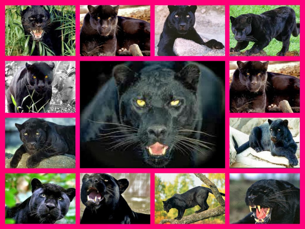 pantera negra pantera negra pantera negra pantera negra