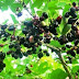 Buah Jamblang Mengobati Penyakit Batuk