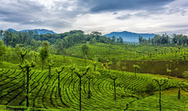 Landscape of tea plantation