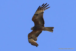 birds australian flying kite january prey