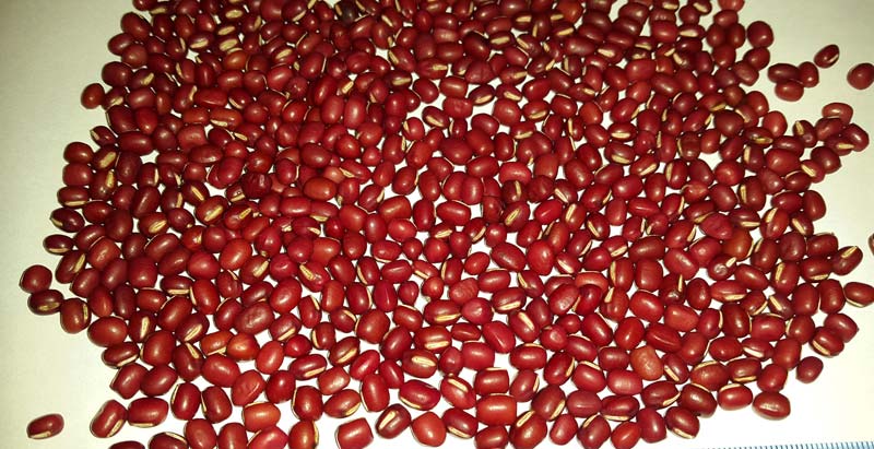 фасоль на белом фоне. красная соя. соя красная фото. красная соя. фасоль пестрая.