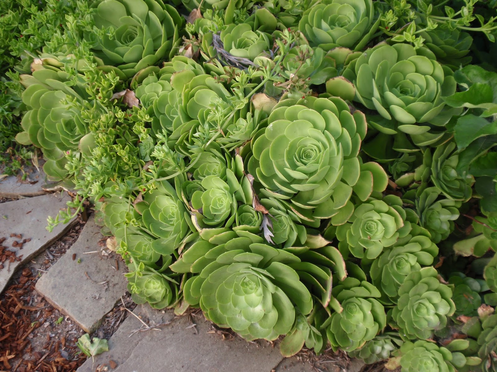 Sacramento Digs Gardening Find the best succulents for Sacramento
