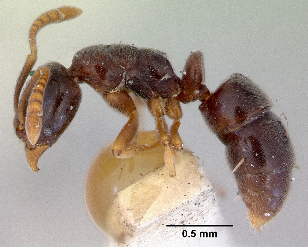 Variety of Life Hypoponera