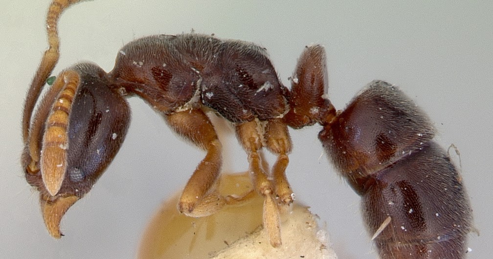 Variety of Life Hypoponera