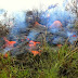 Kilauea Volcano Lava Inches Closer to Pahoa Marketplace