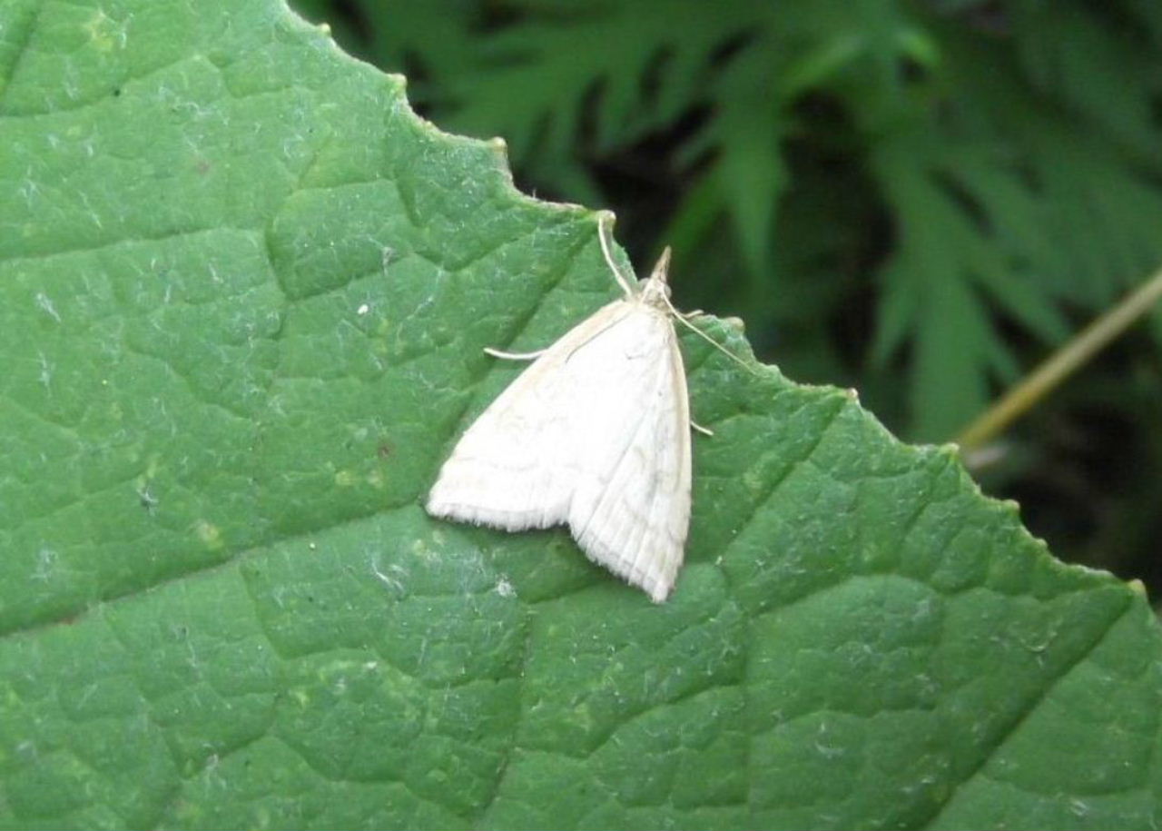 Discover the truth about moths and their biting tendencies - Notepad Online