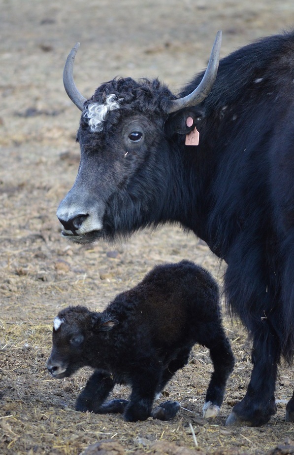 Springridge Ranch GrassFed YakCross Beef An Easter Yak Baby!