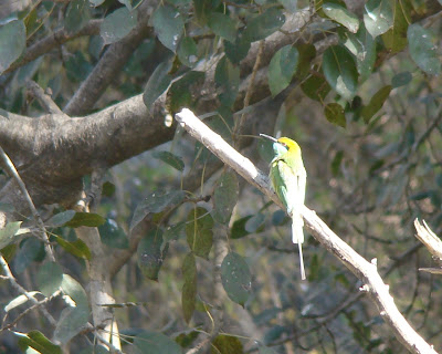 "Green bee eater,snapped on the way to the duck pond."