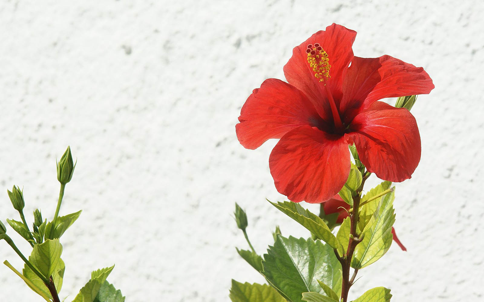 PZ C: flowers wallpapers