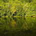 73 Million Trees Will Be Planted In The Most Extensive Reforestation Project Ever