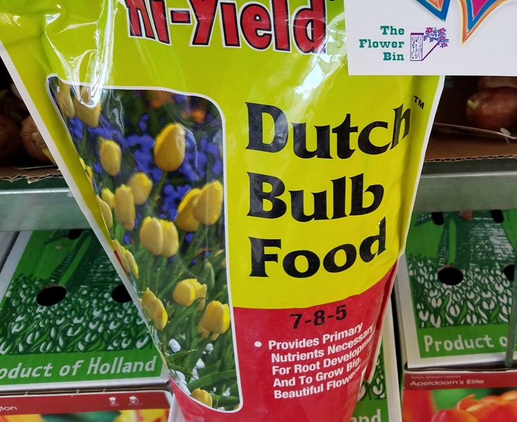 The Flower Bin Start Bulbs now for Spring Color Indoors