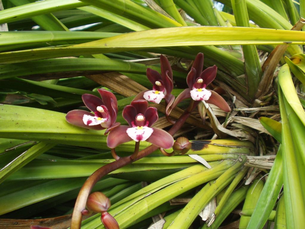 Grow And Care Cymbidium Atropurpureum Orchid The Black Purple Cymbidium Travaldo S Blog