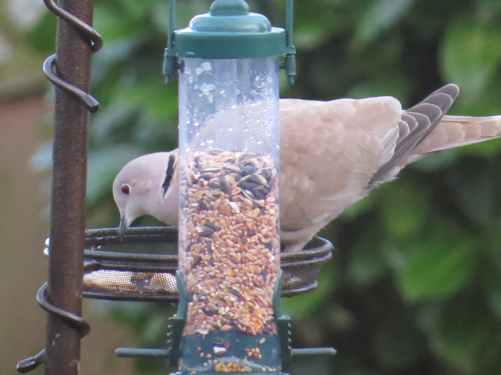 Appleton Wildlife Diary A Raven and two new birds on the feeder