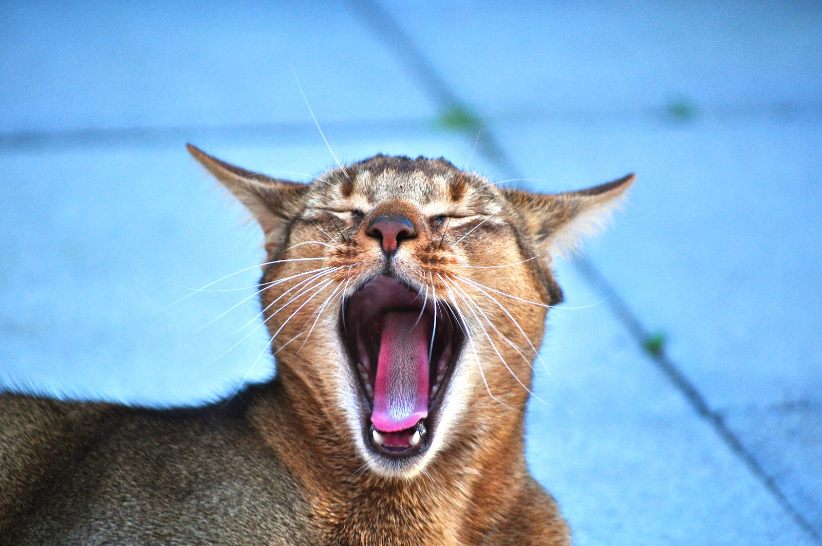Free Cat Images: free yawnig cat picture - mouth wide open