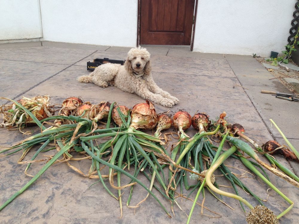 I Eat with Scoops, Shovels and Spade: Walla Walla Onions ...