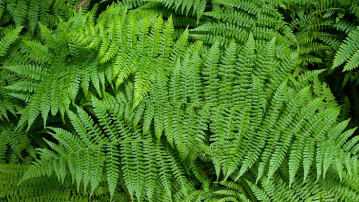 BAGIAN TUMBUHAN PAKU « TUGAS PUTEK