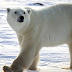 Contaminantes químicos amenazan a osos polares
