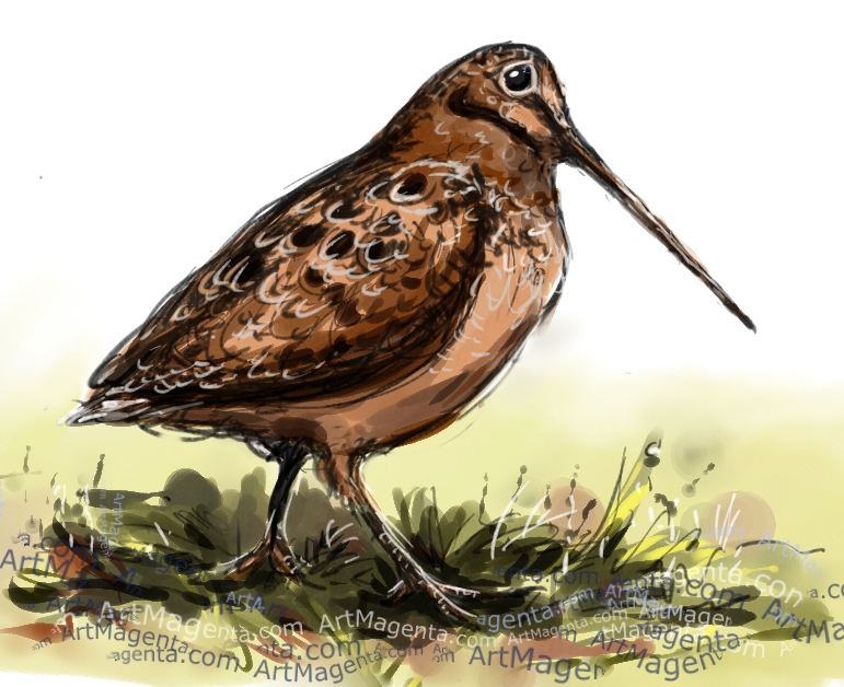 Woodcock sketch painting. Bird art drawing by illustrator Artmagenta