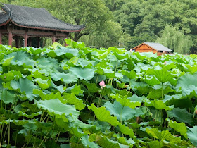 Flower Harbor Park West Lake Hangzhou lotus by garden muses-a Toronto gardening blog