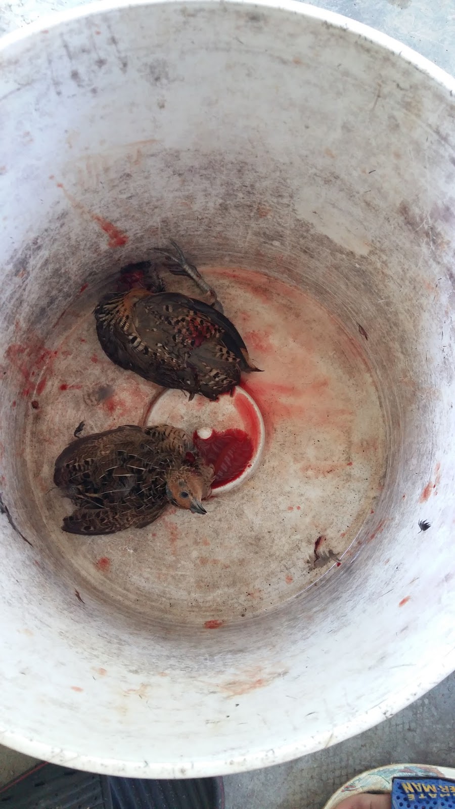 Teratak Jiwa Burung Puyuh Hutan