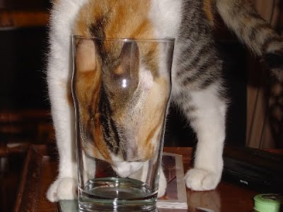 15 cats drinking from water glasses, funny cats, cat pictures, cute cat pictures