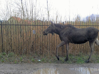 Łoś na obrzeżu Puszczy Kampinoskiej
