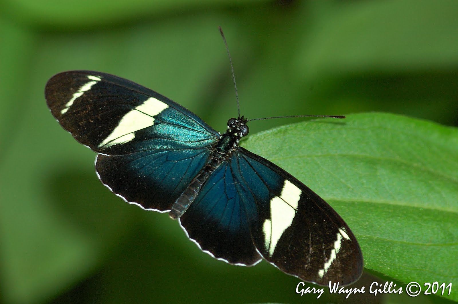 nikes with butterflies on them