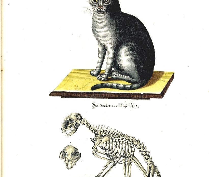 Cat Anatomy Cat Clavicle