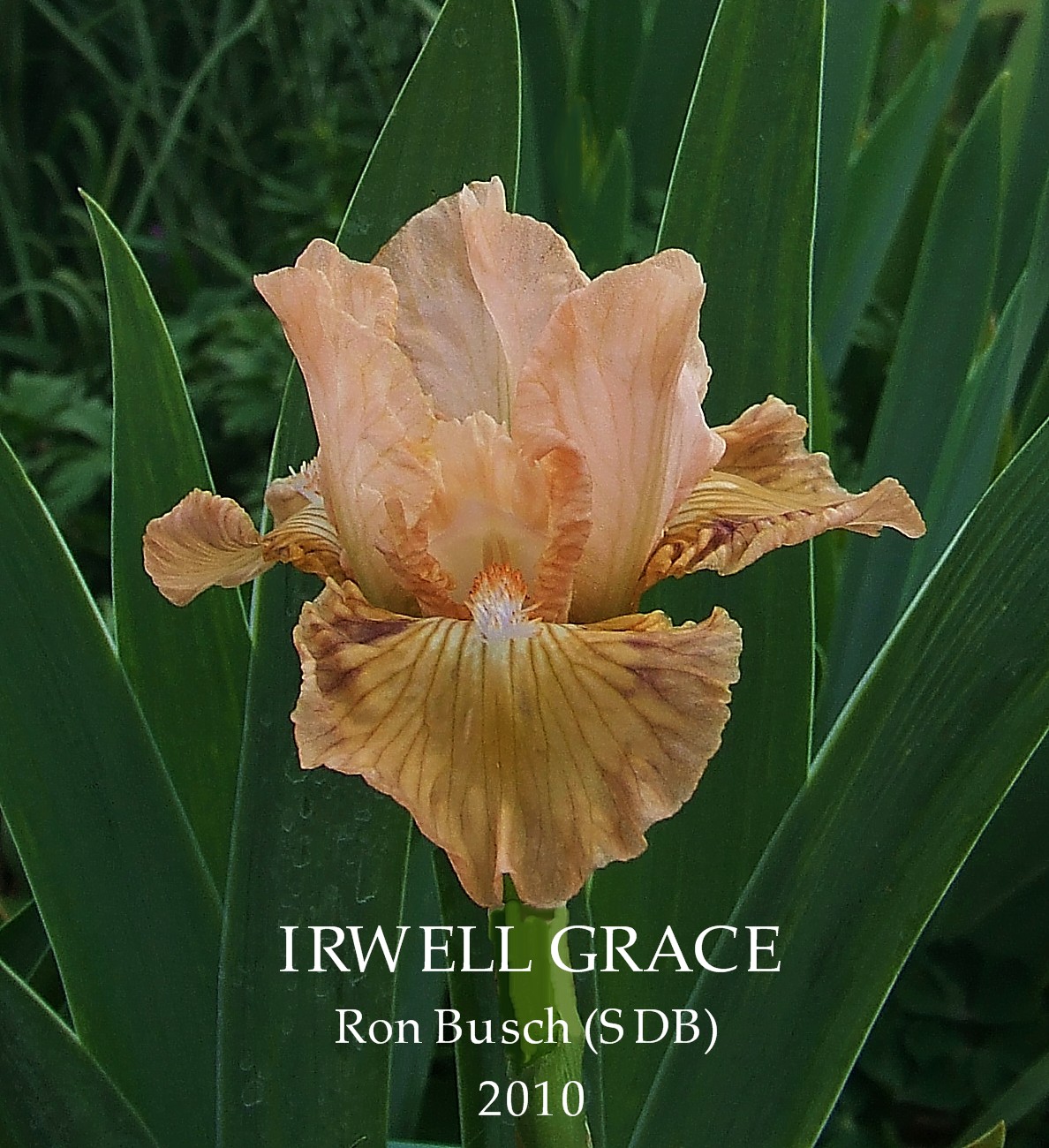 Standard Dwarf Bearded Iris IRWELL GRACE ~ HERITAGE IRISES