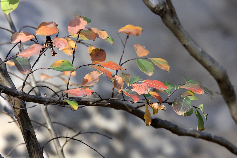Crape Myrtle Leaves