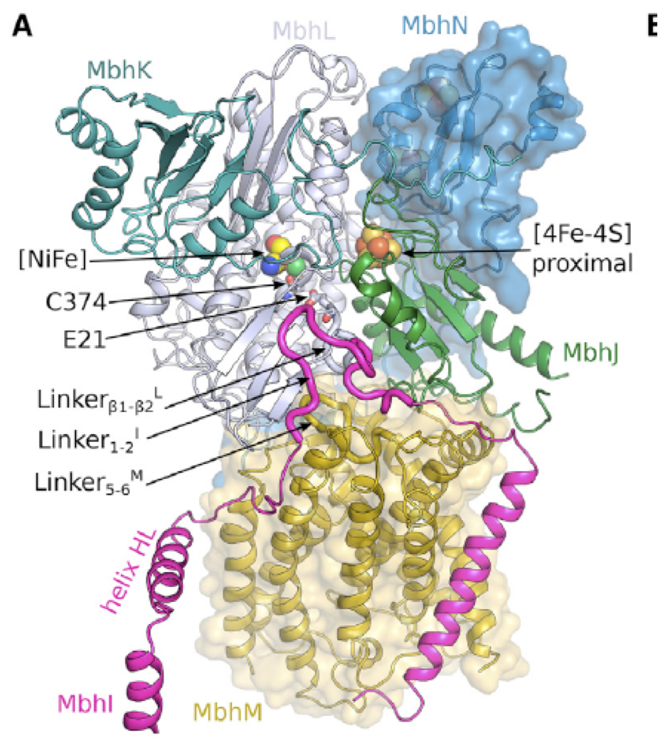 Hyperlipid: Life (22) FeNi hydrogenase