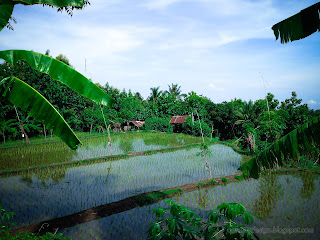Rural Green Scenery Of The Rice Fields Of Agricultural Land At Ringdikit Village, North Bali, Indonesia