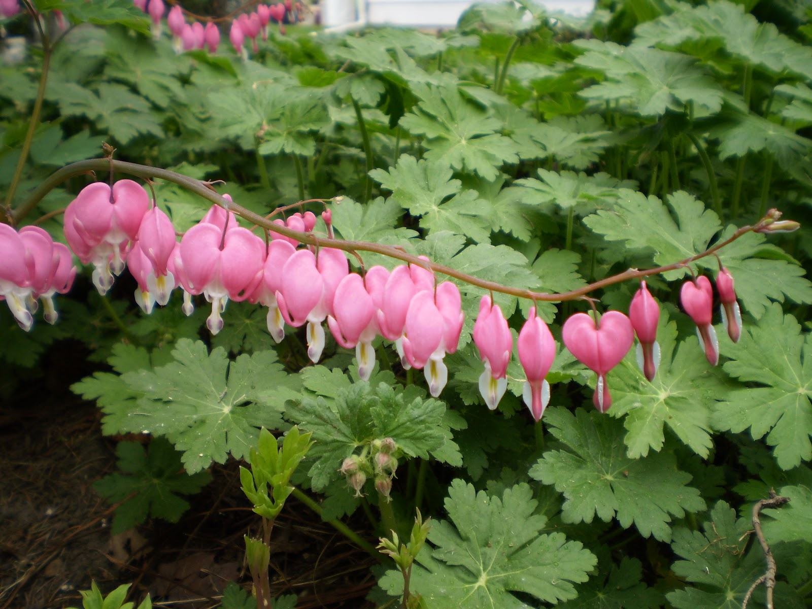 Glengarry Garden Magic