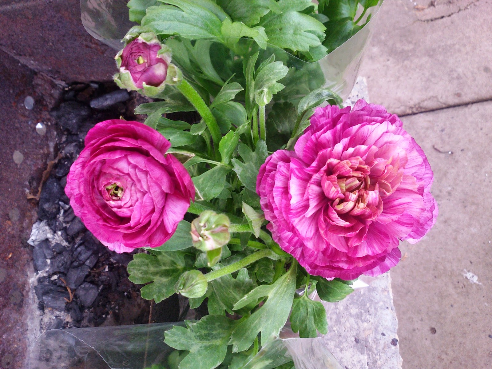 Лютик Садовый Многолетний Фото – Telegraph