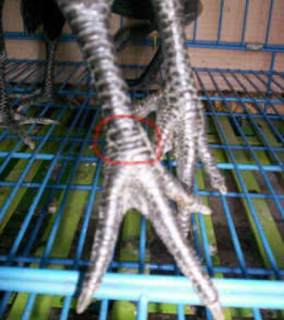 inilah beberapa Ciri Ciri Sisik Kaki Ayam Bangkok Memiliki Keistimewaan inilah beberapa Ciri Ciri Sisik Kaki Ayam Bangkok Memiliki Keistimewaan